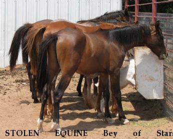 STOLEN EQUINE Bey of Stars, RECOVERED Near Woodward, OK, 73801